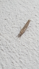 Agriphila inquinatella