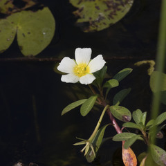 Ludwigia adscendens