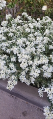Euphorbia marginata