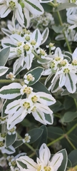 Euphorbia marginata