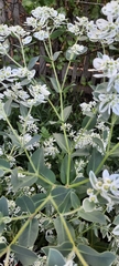 Euphorbia marginata