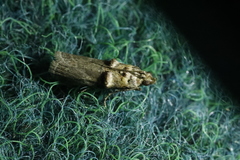 Trachonitis cristella