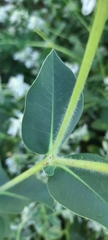 Euphorbia marginata
