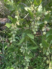 Conocarpus