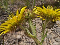 Berkheya rhapontica rhapontica