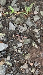 Solenoptera