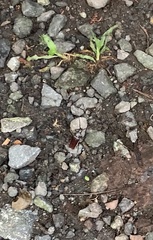 Solenoptera