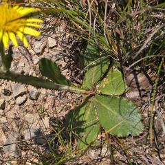 Berkheya rhapontica rhapontica