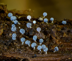 Didymium squamulosum