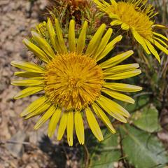 Berkheya rhapontica rhapontica