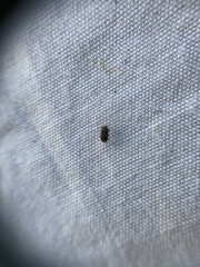 Chaetoptelius mundulus