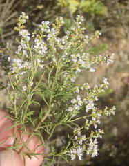 Selago albida