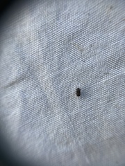 Chaetoptelius mundulus