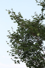 Acer pictum
