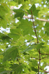 Acer pictum