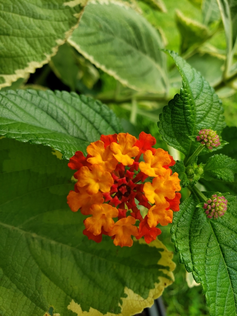 common lantana from Wolf Trap, VA, USA on August 22, 2021 at 05:54 PM ...