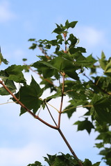 Acer pictum