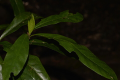 Atractocarpus benthamianus