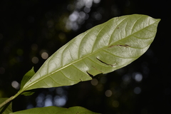 Atractocarpus benthamianus