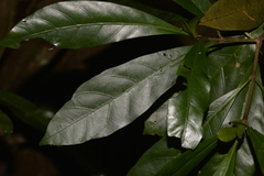 Atractocarpus benthamianus