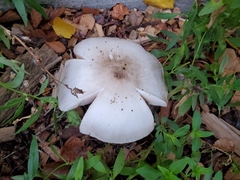 Pluteus petasatus