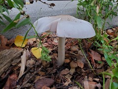 Pluteus petasatus