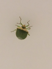 Nezara viridula