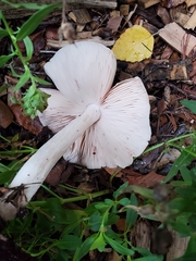 Pluteus petasatus