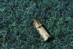 Trachonitis cristella