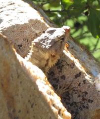 Karusasaurus polyzonus