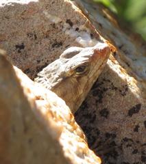 Karusasaurus polyzonus