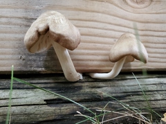 Pluteus petasatus