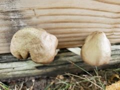 Pluteus petasatus