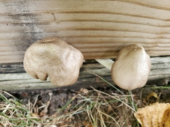 Pluteus petasatus