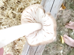 Pluteus petasatus