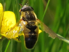 Helophilus lapponicus