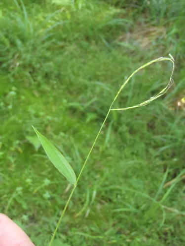 Microstegium nudum