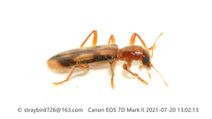 Opilo fenestratus