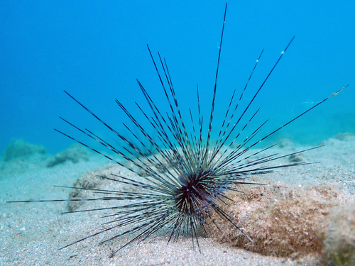 Black Longspine Urchin, photo 6 of 10