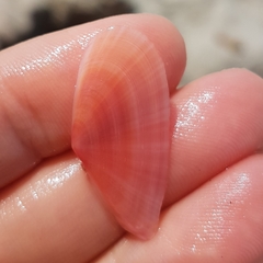 Moerella pulchella