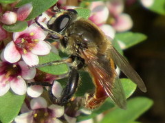 Polydontomyia curvipes