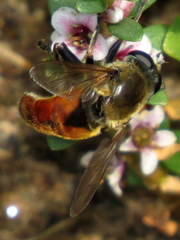 Polydontomyia curvipes