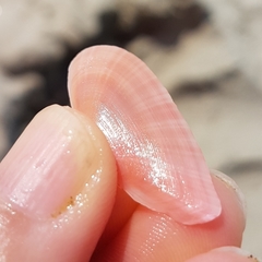 Moerella pulchella