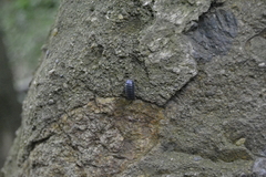 Armadillidium vulgare