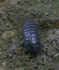 Armadillidium vulgare