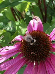 Bombus bohemicus