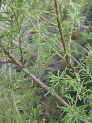 Selago albida