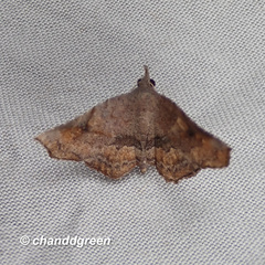 Throana pectinifer