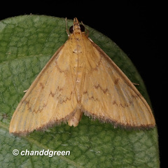 Thliptoceras sinensis