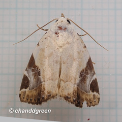 Pseudeustrotia semialba